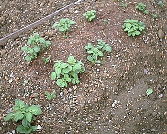 Potatoes (3 May)